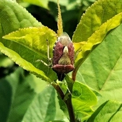 Dolycoris baccarum