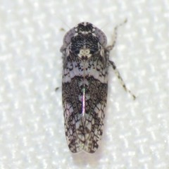 Lycioides condalianus