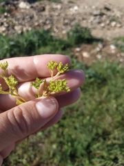 Valerianella muricata
