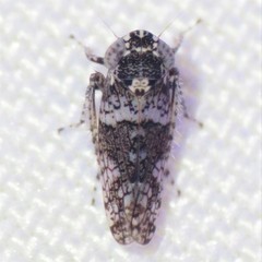 Lycioides condalianus