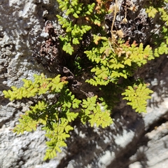 Oeosporangium