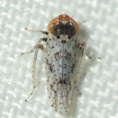 Lycioides