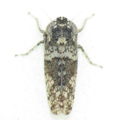 Lycioides condalianus