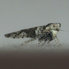 Lycioides condalianus