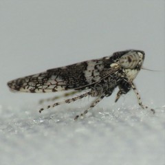 Lycioides condalianus