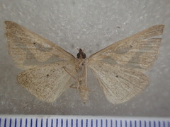 Dichromodes personalis