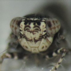 Lycioides condalianus