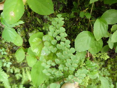 Adiantum monochlamys