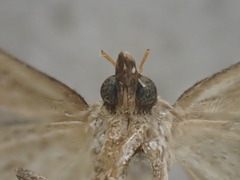 Dichromodes personalis