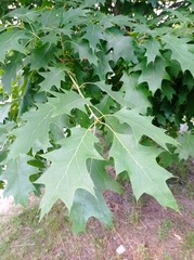 Quercus rubra