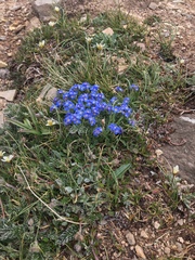 Eritrichium argenteum