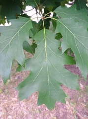 Quercus rubra