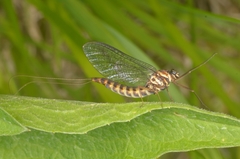 Siphlonurus lacustris