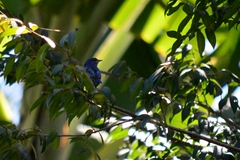 Conirostrum speciosum