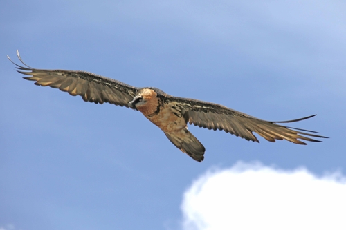 Bearded Vulture