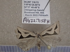 Dichromodes personalis