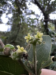 Daphnopsis caracasana