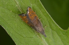 Dichrorampha plumbana