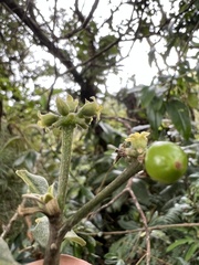 Daphnopsis caracasana