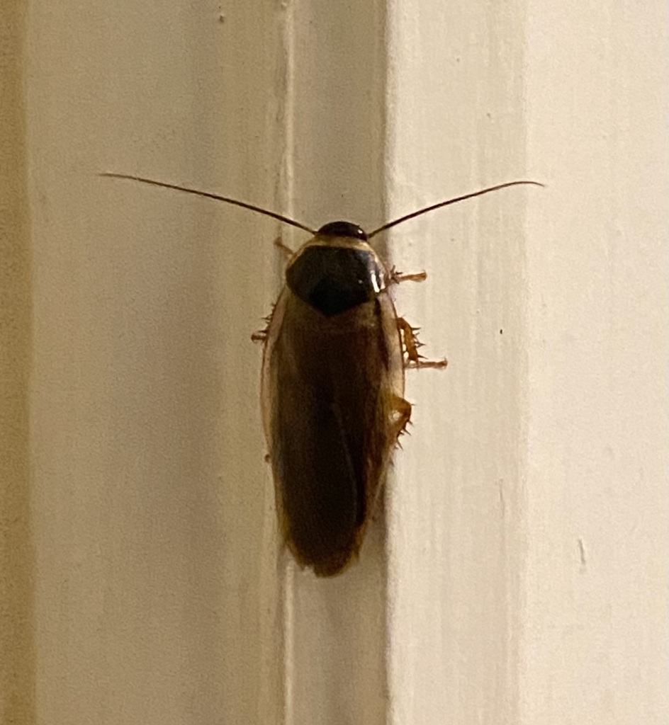 Indian cockroach
