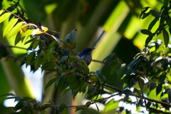 Conirostrum speciosum