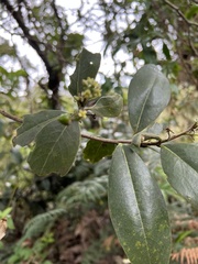 Daphnopsis caracasana