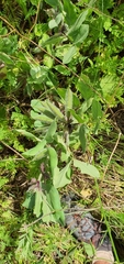 Vicia hyaeniscyamus