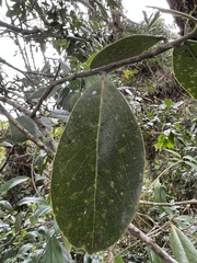 Daphnopsis caracasana