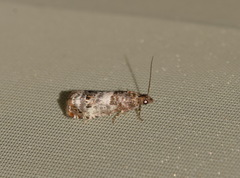 Notocelia trimaculana