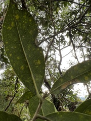Daphnopsis caracasana