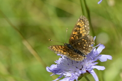 Melitaea diamina