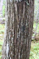 Fuscopannaria sorediata