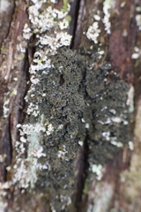 Fuscopannaria sorediata