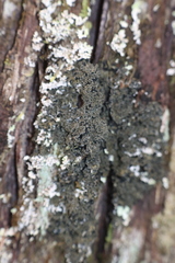 Fuscopannaria sorediata