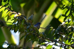 Conirostrum speciosum