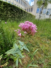 Centranthus ruber