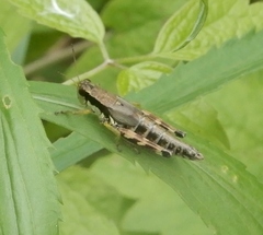 Melanoplus viridipes
