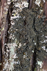 Fuscopannaria sorediata