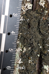 Fuscopannaria sorediata
