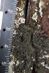 Fuscopannaria sorediata