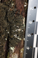 Fuscopannaria sorediata