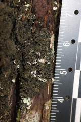 Fuscopannaria sorediata