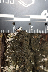 Fuscopannaria sorediata