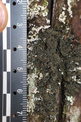 Fuscopannaria sorediata