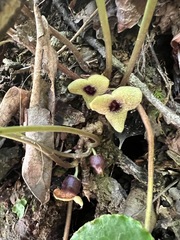 Asarum rosei