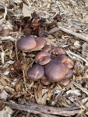 Gymnopilus purpuratus