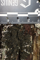 Fuscopannaria sorediata