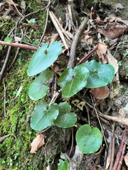 Asarum rosei