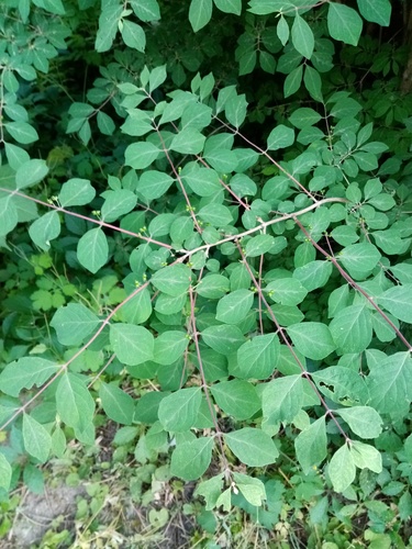 Lonicera demissa iNat (3)
