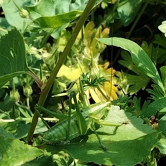 Tettigonia viridissima